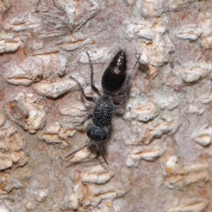 Mutillidae (family) at Capalaba, QLD - 28 Oct 2023 12:44 PM