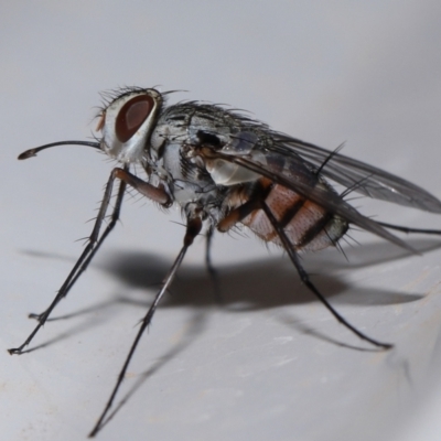 Unverified True fly (Diptera) at  - suppressed by TimL