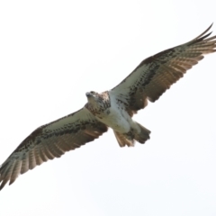 Pandion haliaetus (Osprey) at Cleveland, QLD - 28 Oct 2023 by TimL