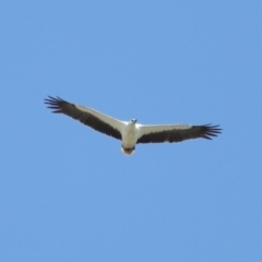 Haliaeetus leucogaster (White-bellied Sea-Eagle) at Cleveland, QLD - 28 Oct 2023 by TimL