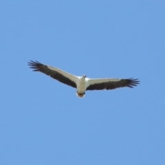 Icthyophaga leucogaster (White-bellied Sea-Eagle) at Cleveland, QLD - 29 Oct 2023 by TimL