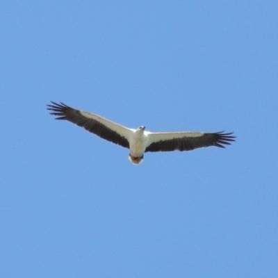 Icthyophaga leucogaster (White-bellied Sea-Eagle) at Cleveland, QLD - 29 Oct 2023 by TimL