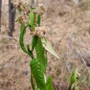 Olearia lirata at Theodore, ACT - 28 Oct 2023 11:01 AM