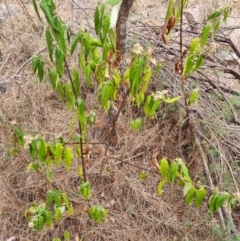 Olearia lirata at Theodore, ACT - 28 Oct 2023