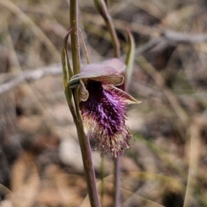 Calochilus platychilus at Captains Flat, NSW - suppressed