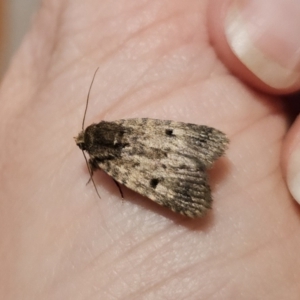 Thoracolopha (genus) at Captains Flat, NSW - 30 Oct 2023 09:22 PM