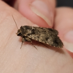 Thoracolopha (genus) at Captains Flat, NSW - 30 Oct 2023