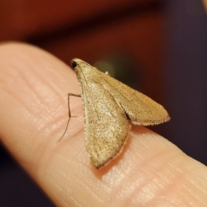 Endotricha pyrosalis at Captains Flat, NSW - 30 Oct 2023 09:24 PM