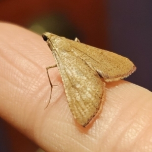 Endotricha pyrosalis at Captains Flat, NSW - 30 Oct 2023