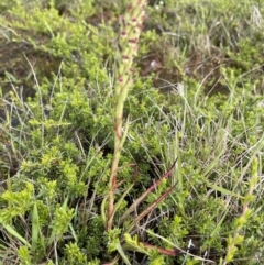 Disa bracteata (South African Orchid) at Yanakie, VIC - 30 Oct 2023 by Louisab