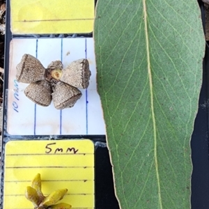 Eucalyptus sp. at Weston, ACT - 1 Nov 2023 11:15 AM