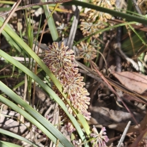 Lomandra multiflora at Belconnen, ACT - 23 Oct 2023