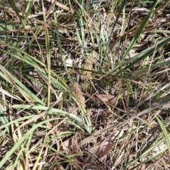 Lomandra multiflora at Belconnen, ACT - 23 Oct 2023 10:57 AM