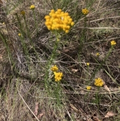 Chrysocephalum semipapposum (Clustered Everlasting) at Bruce Ridge to Gossan Hill - 30 Oct 2023 by lyndallh