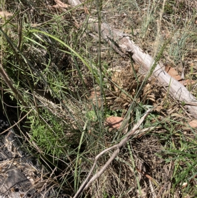 Poaceae (family) (Unidentified Grass) at Bruce Ridge to Gossan Hill - 30 Oct 2023 by lyndallh