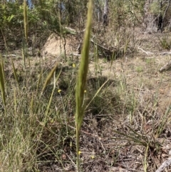 Austrostipa densiflora (Foxtail Speargrass) at Gossan Hill - 30 Oct 2023 by lyndallh