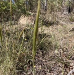 Austrostipa densiflora (Foxtail Speargrass) at Bruce, ACT - 30 Oct 2023 by lyndallh