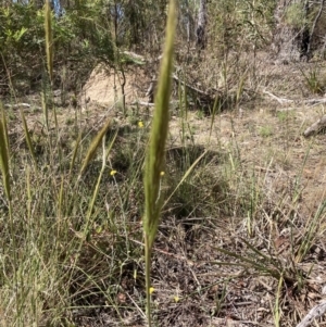 Austrostipa densiflora at Bruce, ACT - 31 Oct 2023 10:36 AM