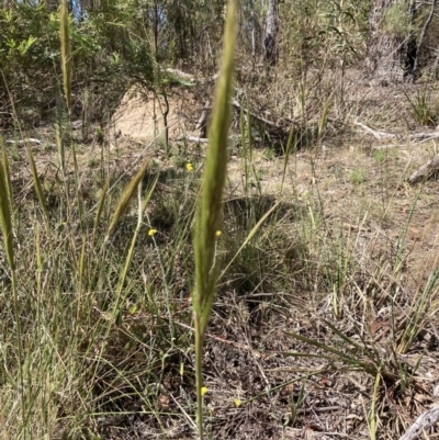 Austrostipa densiflora (Foxtail Speargrass) at Bruce, ACT - 31 Oct 2023 by lyndallh