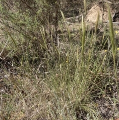 Austrostipa densiflora at Bruce, ACT - 31 Oct 2023 10:36 AM