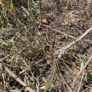 Austrostipa densiflora at Bruce, ACT - 31 Oct 2023 10:36 AM