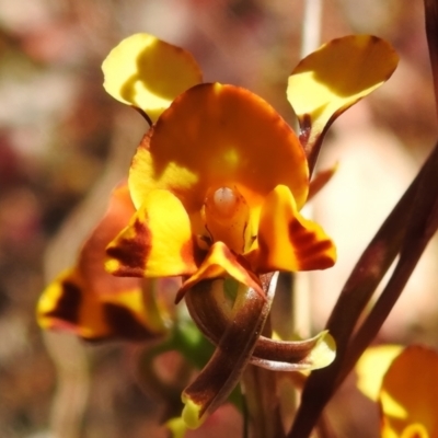 Diuris semilunulata (Late Leopard Orchid) at Coree, ACT - 30 Oct 2023 by JohnBundock