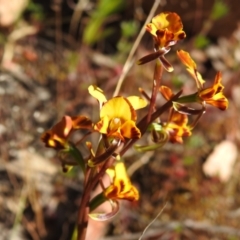 Diuris semilunulata at Coree, ACT - 31 Oct 2023