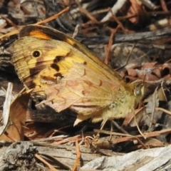 Heteronympha merope (Common Brown Butterfly) at Wanniassa, ACT - 30 Oct 2023 by JohnBundock