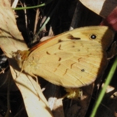 Heteronympha merope (Common Brown Butterfly) at Coree, ACT - 30 Oct 2023 by JohnBundock