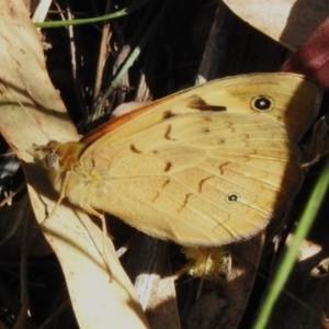 Heteronympha merope at Coree, ACT - 31 Oct 2023 09:15 AM