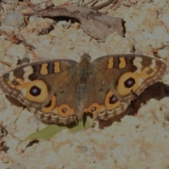 Junonia villida (Meadow Argus) at Coree, ACT - 30 Oct 2023 by JohnBundock