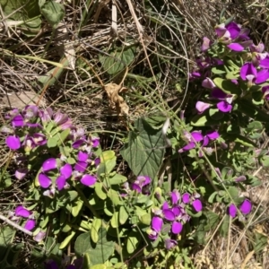 Polygala myrtifolia at Deakin, ACT - 31 Oct 2023 01:38 PM