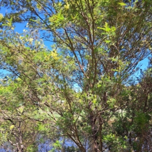 Acacia mearnsii at Queanbeyan East, NSW - 31 Oct 2023