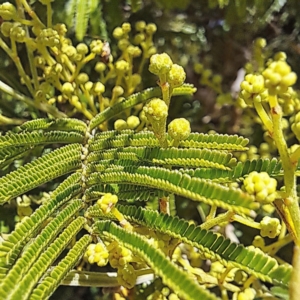 Acacia mearnsii at Queanbeyan East, NSW - 31 Oct 2023