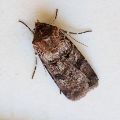 Agrotis porphyricollis (Variable Cutworm) at Hughes, ACT - 31 Oct 2023 by LisaH