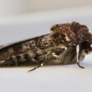 Agrotis porphyricollis at Hughes, ACT - 31 Oct 2023