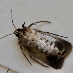 Agrotis porphyricollis at Hughes, ACT - 31 Oct 2023