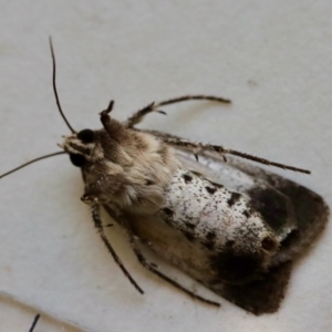 Agrotis porphyricollis at Hughes, ACT - 31 Oct 2023