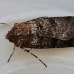 Agrotis porphyricollis at Hughes, ACT - 31 Oct 2023