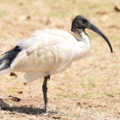 Threskiornis molucca (Australian White Ibis) at Wellington Point, QLD - 30 Oct 2023 by PJH123