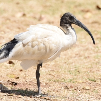 Threskiornis molucca (Australian White Ibis) at Wellington Point, QLD - 30 Oct 2023 by PJH123