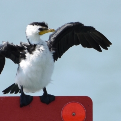 Microcarbo melanoleucos (Little Pied Cormorant) at Wellington Point, QLD - 30 Oct 2023 by PJH123