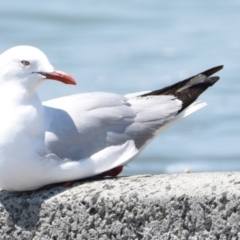 Chroicocephalus novaehollandiae (Silver Gull) at Wellington Point, QLD - 30 Oct 2023 by PJH123