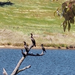 Phalacrocorax carbo (Great Cormorant) at Moorwatha, NSW - 31 Oct 2023 by RobCook