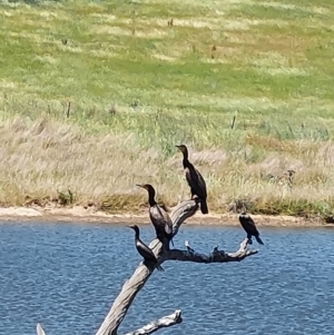 Phalacrocorax carbo at Moorwatha, NSW - 31 Oct 2023