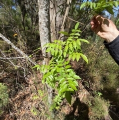 Pandorea pandorana (Wonga Wonga Vine) at Fitzroy Falls, NSW - 5 Oct 2023 by Tapirlord