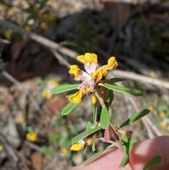 Pultenaea daphnoides (Large-leaf Bush-pea) at Fitzroy Falls, NSW - 5 Oct 2023 by Tapirlord