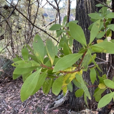 Persoonia levis (Broad-leaved Geebung) at Fitzroy Falls, NSW - 5 Oct 2023 by Tapirlord