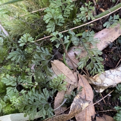 Hymenophyllum cupressiforme (Common Filmy Fern) at Fitzroy Falls, NSW - 5 Oct 2023 by Tapirlord