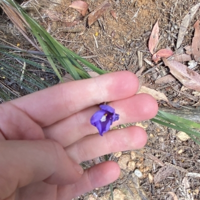 Patersonia sericea (Silky Purple-flag) at Fitzroy Falls, NSW - 5 Oct 2023 by Tapirlord